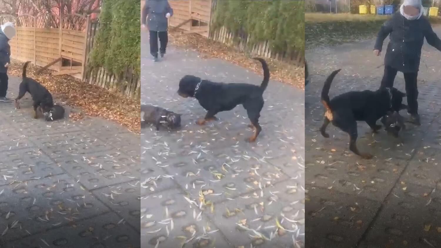 [NAGRANIE DRASTYCZNE]  Agresywny rottweiler zaatakował na Osiedlu nad Jarem!