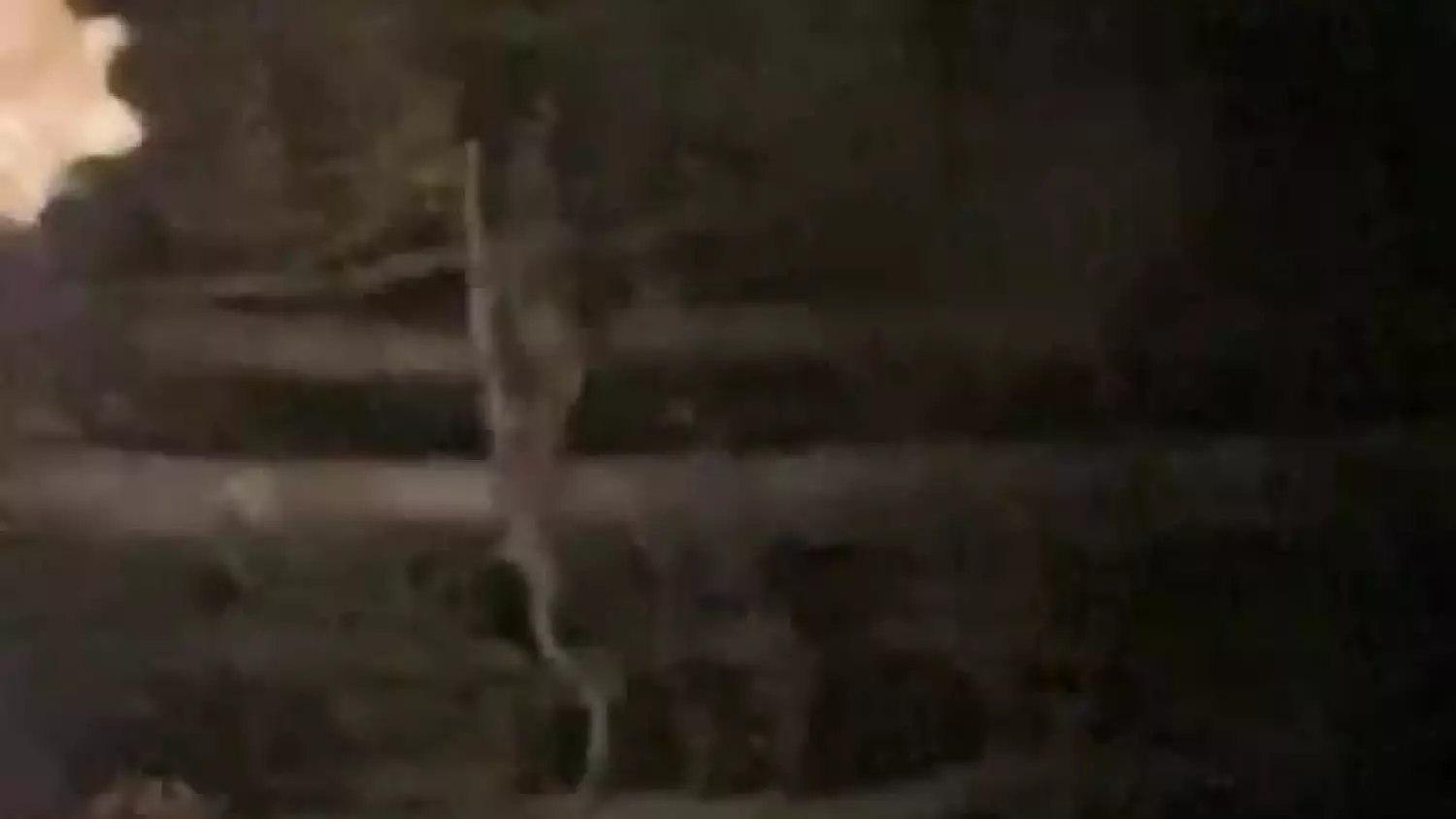 rys-w-borach-tucholskich-na-kociewiu.mp4